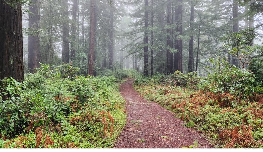 Fog drifting through the coastal redwoods
