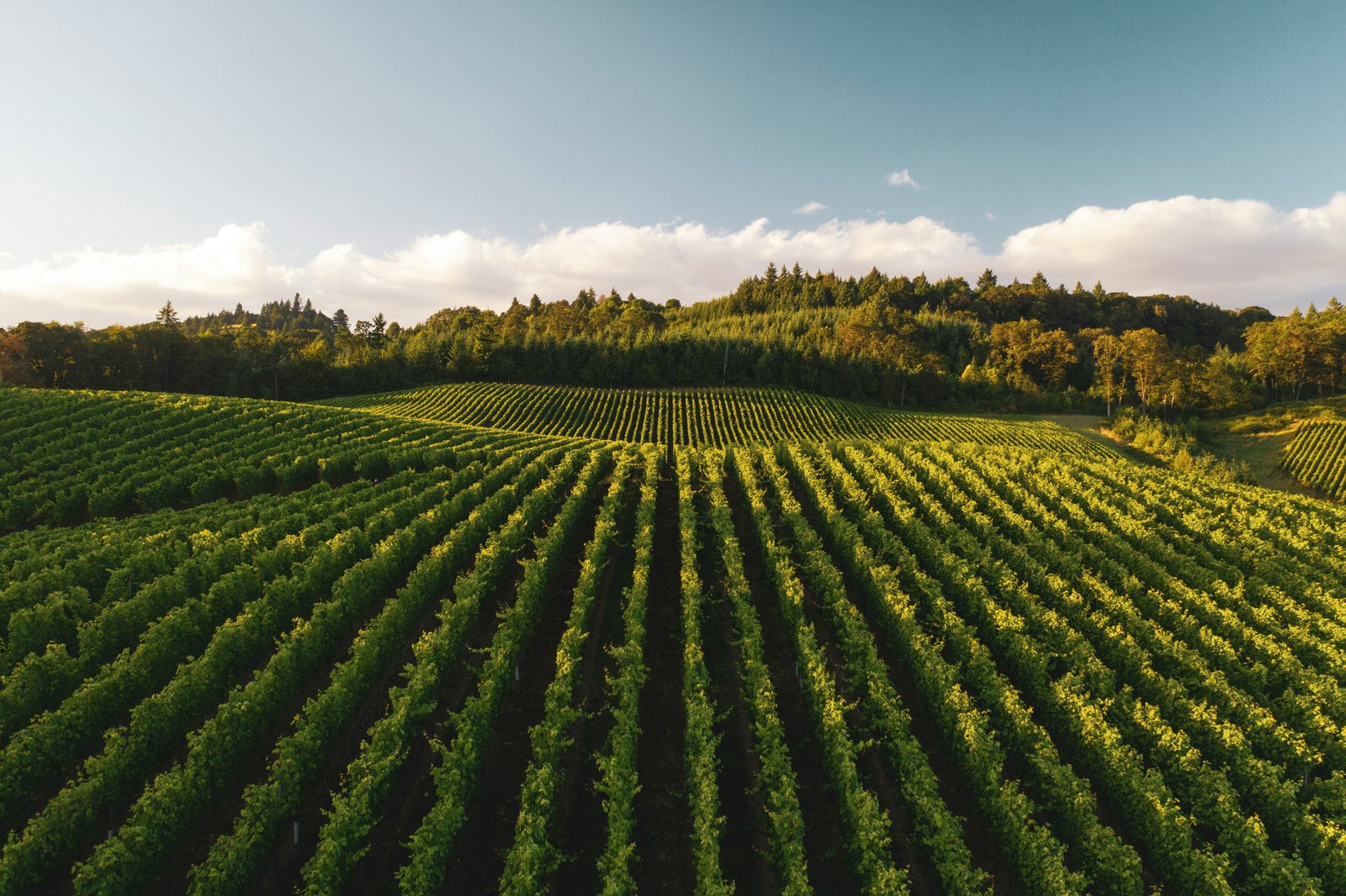 Vineyard rows on the Sonoma Coast at golden hour