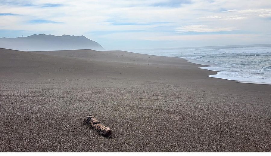 Driftwood on a deserted Sonoma Coast beach