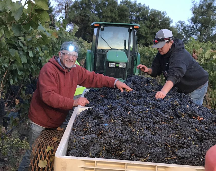 Frank Egger sorting just-picked fruit at harvest