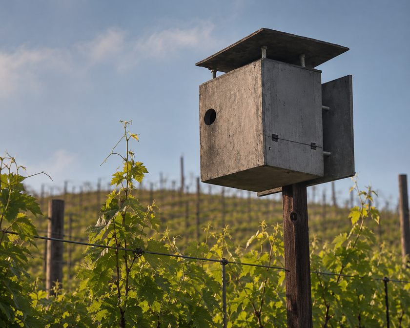 An owl box on a post in the vineyard