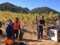 Farm workers finishing up picking Bei Ranch Cabernet Sauvignon.