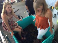 Foot stomping whole cluster grapes