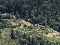 Sikorski Vineyard