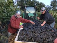 Cazadero Pinot Noir