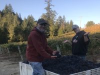 Cazadero Pinot Noir