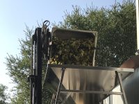 Catie’s Corner Chardonnay going straight to Press