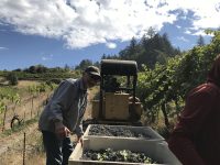 Sikorski Vineyard
