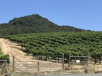 Hummingbird Vineyard