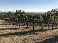 Catie's Corner Vineyard