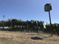 Owl Box