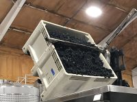 Pinot Noir