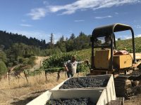Harvesting Cabernet Sauvignon, Sikorski Vineyard, Cazadero