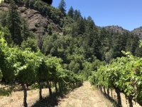 Sikorski Vineyard, Cazadero